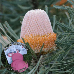 Banksia hookeriana (5 Seeds) + Smoke Seed Primer (01 Disc) - Hooker's Banksia, Eneabba Banksia