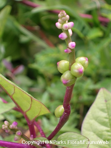 Basella alba var. rubra - Red Ceylon Spinach, Red-stemmed Malabar Spinach, Red Indian Spinach - Image 2