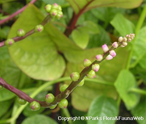 Basella alba var. rubra - Red Ceylon Spinach, Red-stemmed Malabar Spinach, Red Indian Spinach - Image 4