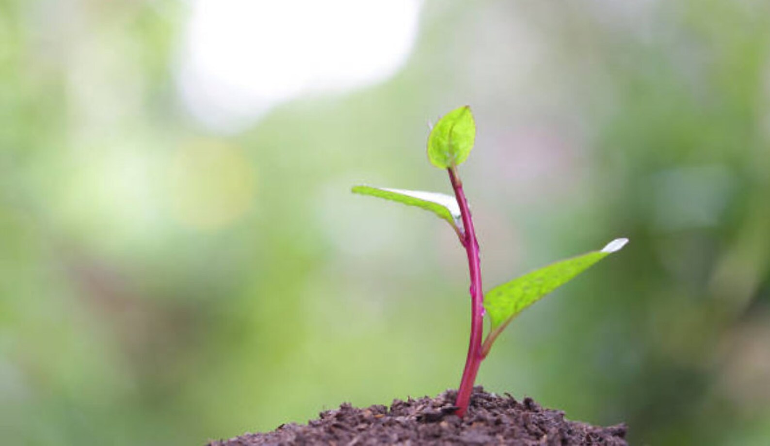Basella alba var. rubra - Red Ceylon Spinach, Red-stemmed Malabar Spinach, Red Indian Spinach - Image 8