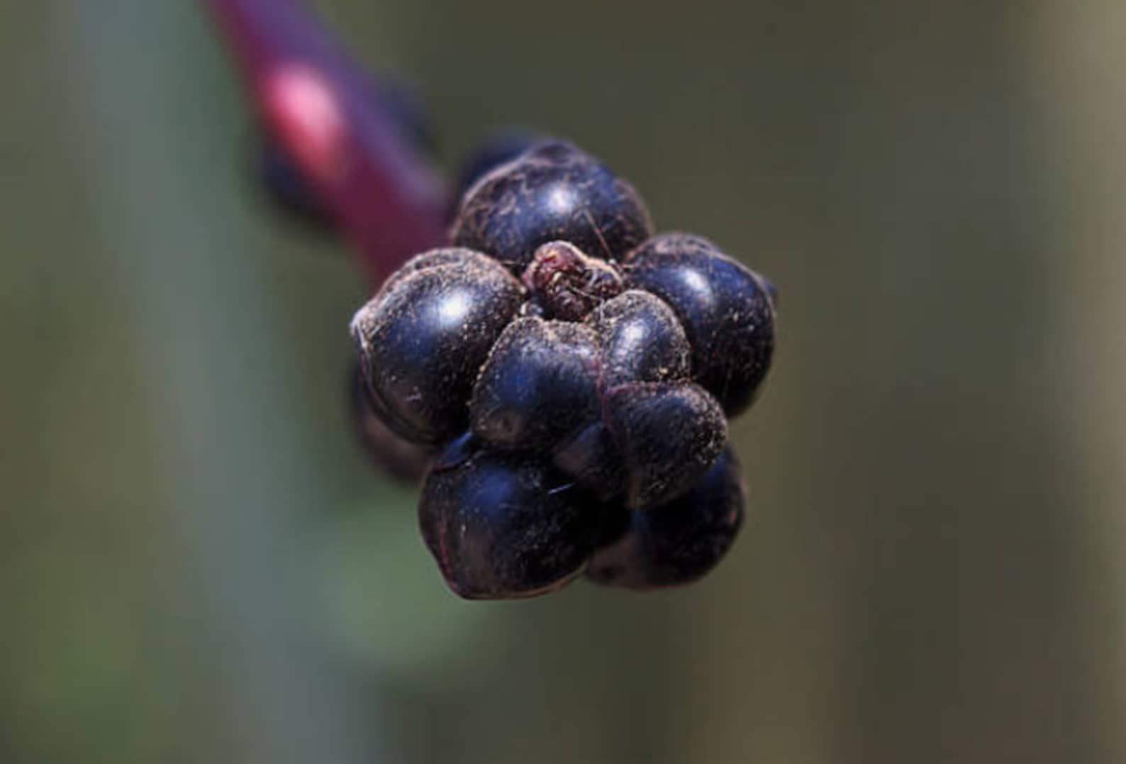 Basella alba var. rubra - Red Ceylon Spinach, Red-stemmed Malabar Spinach, Red Indian Spinach - Image 9