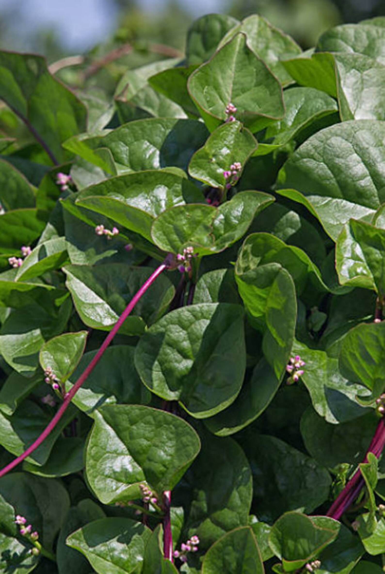 Basella alba var. rubra - Red Ceylon Spinach, Red-stemmed Malabar Spinach, Red Indian Spinach - Image 13