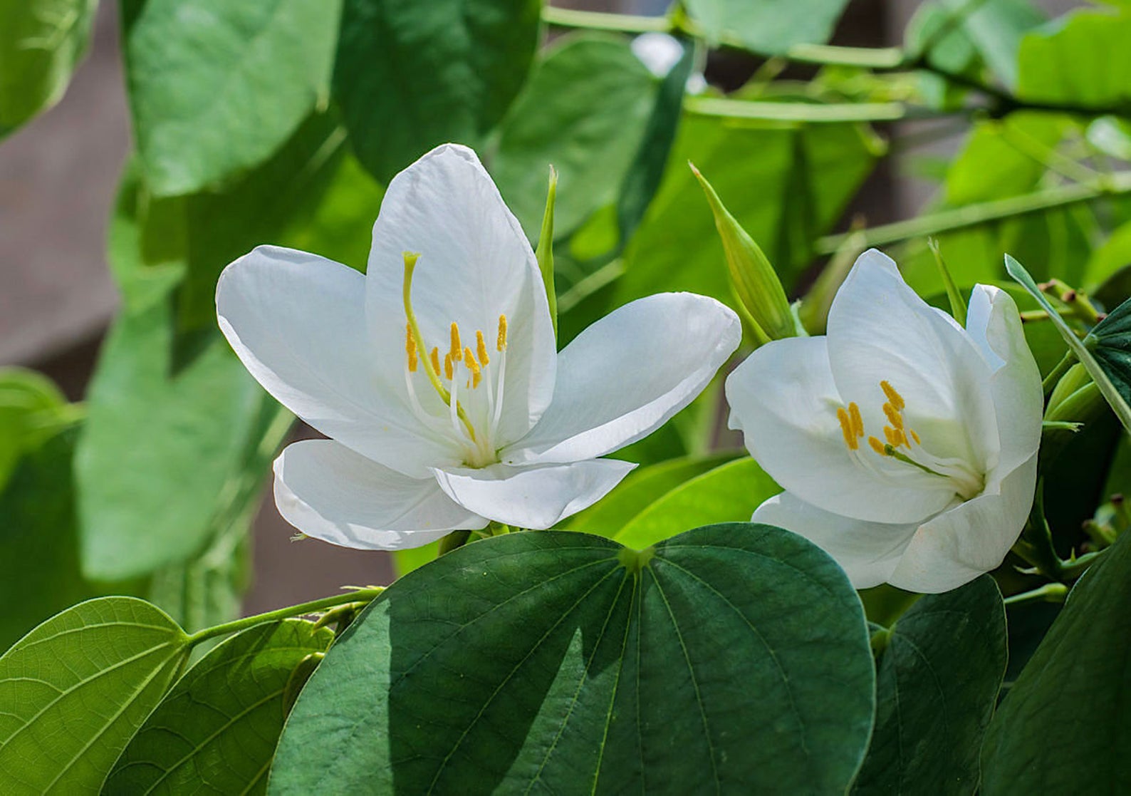 Bauhinia racemosa - Bidi Leaf Tree