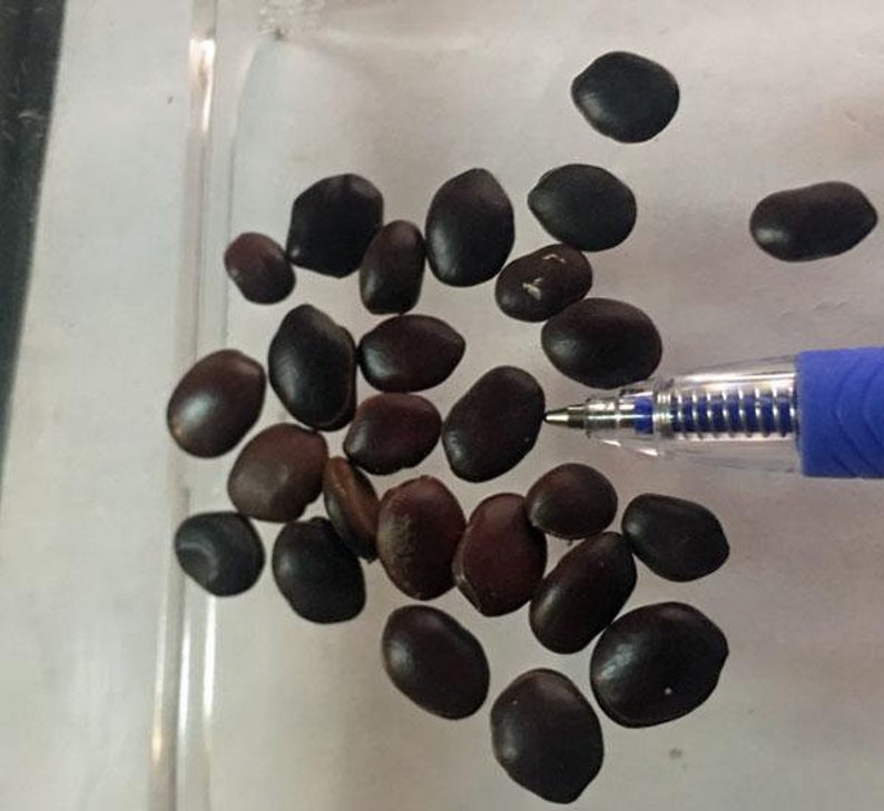 Bauhinia racemosa - Bidi Leaf Tree - Image 4