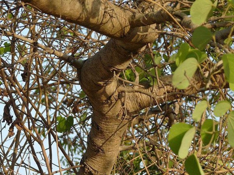 Bauhinia racemosa - Bidi Leaf Tree - Image 6