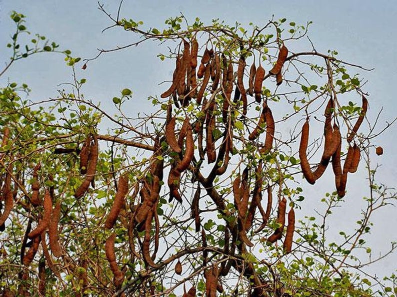 Bauhinia racemosa - Bidi Leaf Tree - Image 7