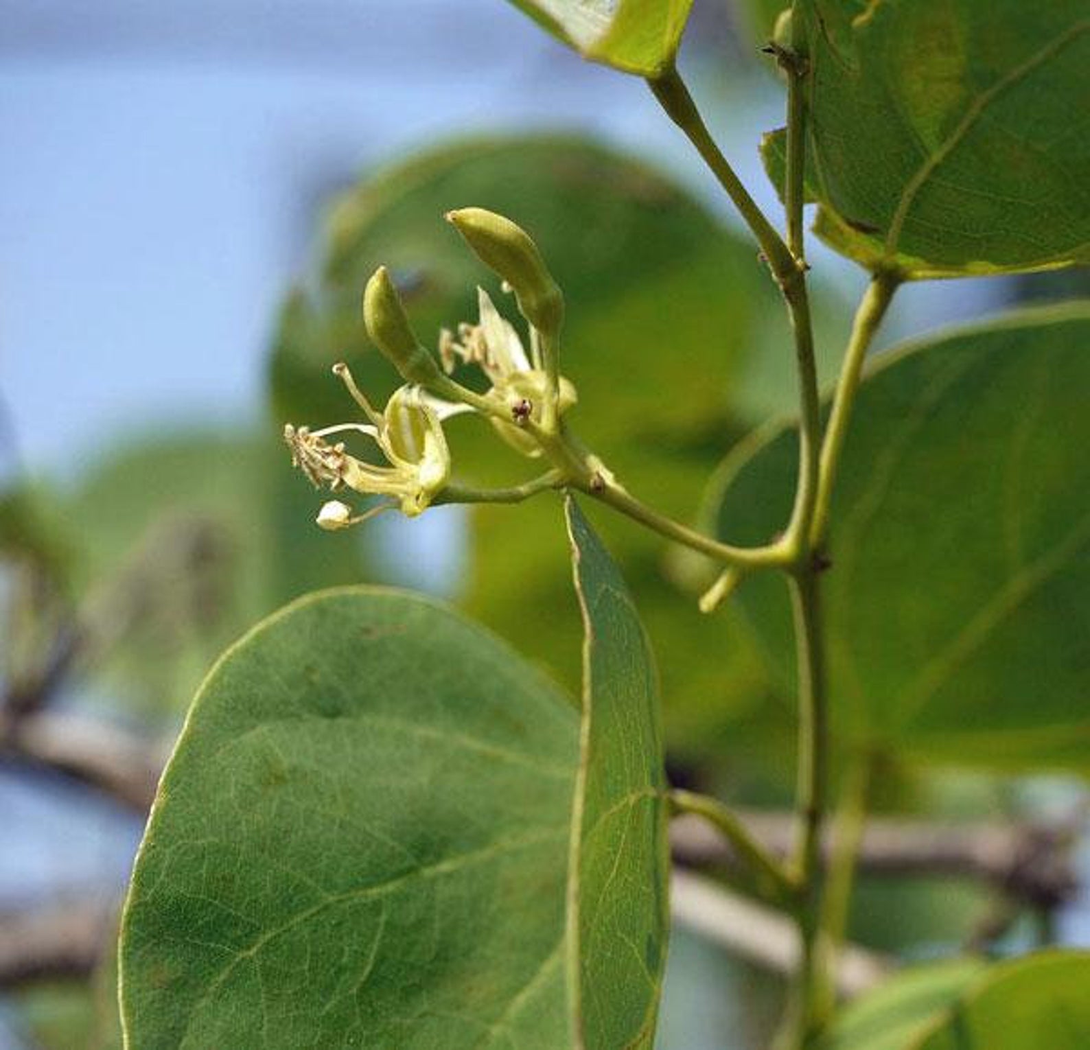 Bauhinia racemosa - Bidi Leaf Tree - Image 11