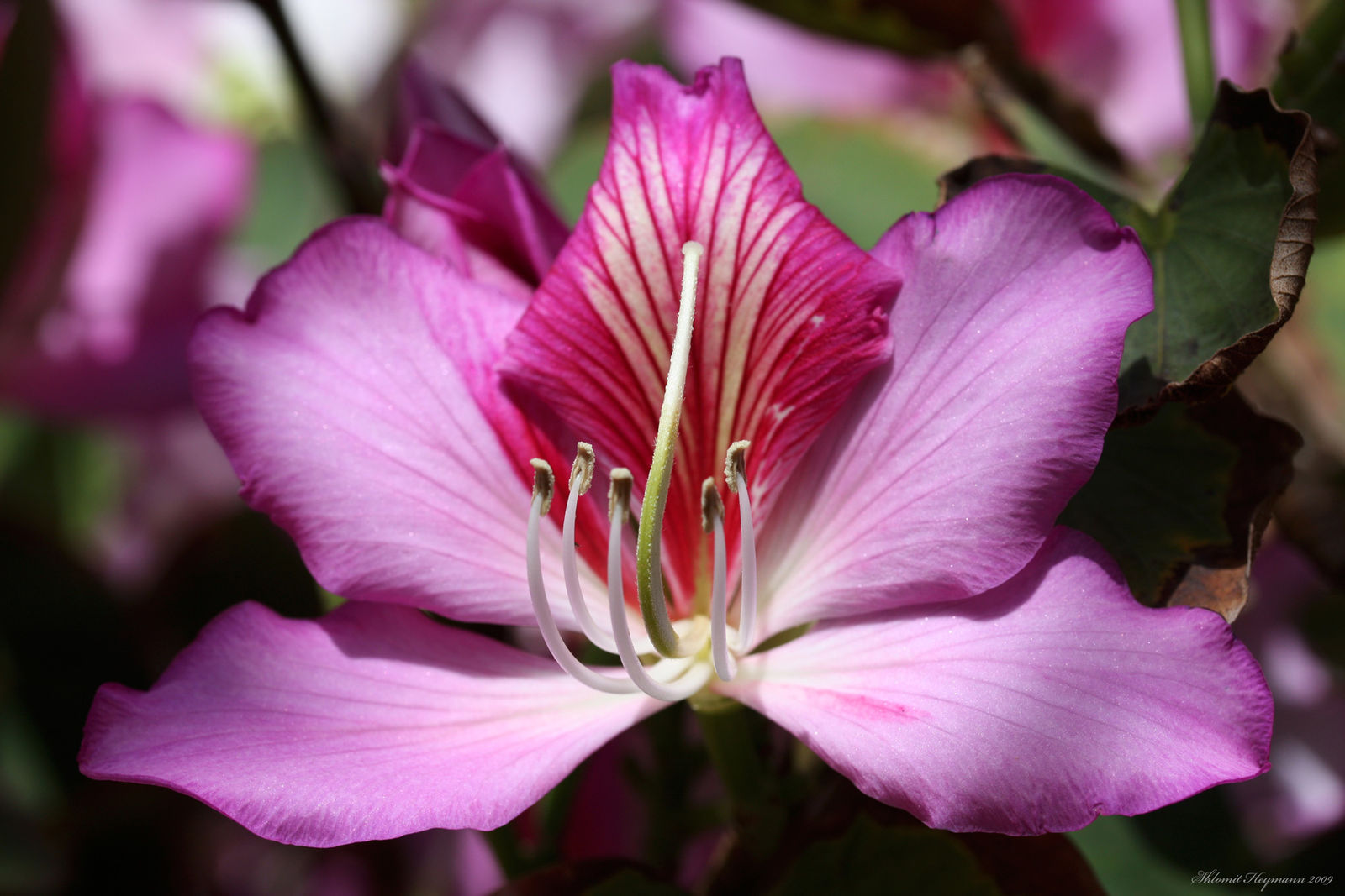 Bauhinia variegata - Pink Orchid Tree - Image 2