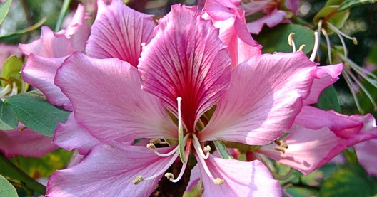 Bauhinia variegata - Pink Orchid Tree - Image 4