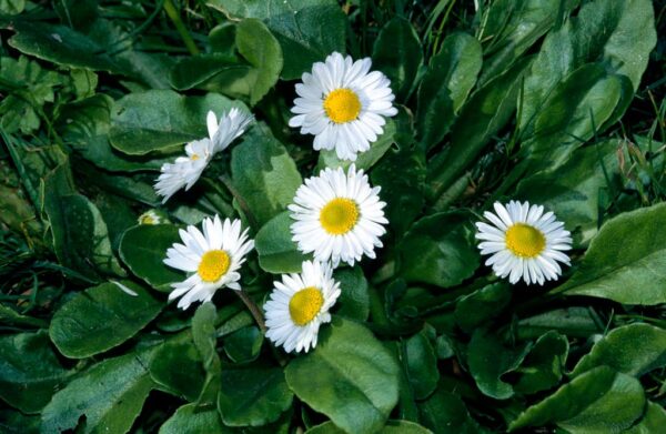 Bellis perennis - English Daisy, Lawn Daisy - Image 5