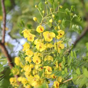 Biancaea decapetala / Caesalpinia decapetala - Mysore Thorn, Mauritius Thorn, Cat's Claw, Wait-a-bit