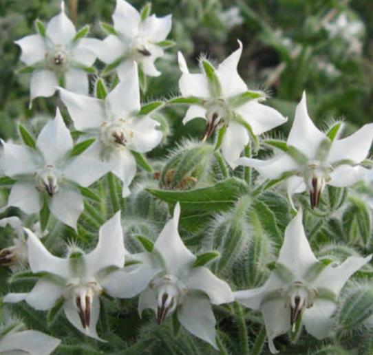 Borago officinalis 'Alba' - Blowing, flower of joy, borage white flowering