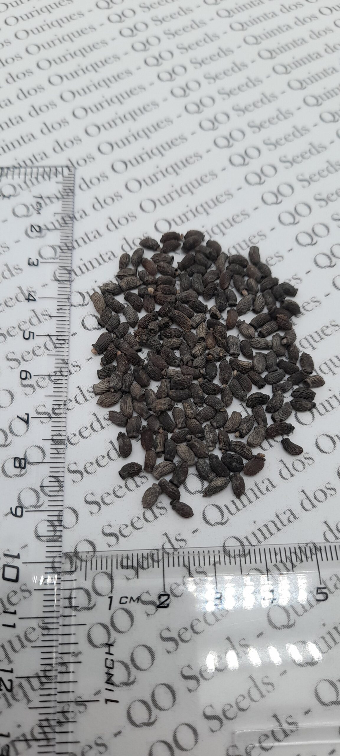 Borago officinalis 'Alba' - Blowing, flower of joy, borage white flowering - Image 2