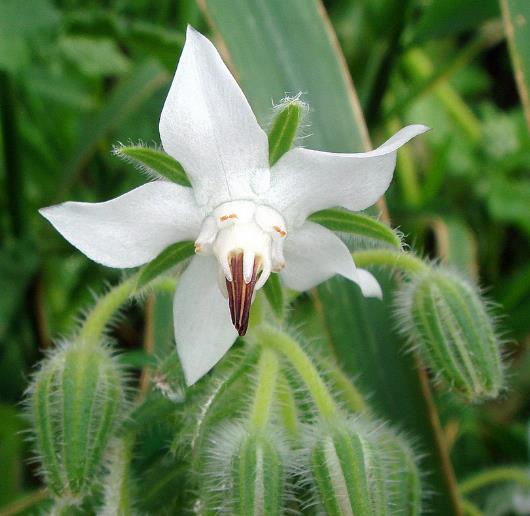 Borago officinalis 'Alba' - Blowing, flower of joy, borage white flowering - Image 4