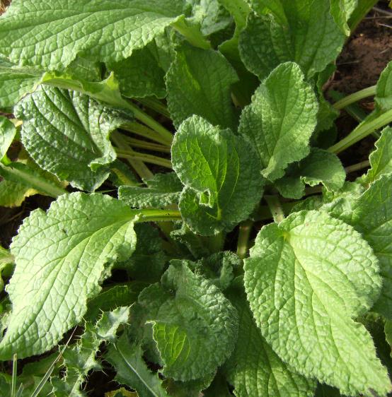 Borago officinalis 'Alba' - Blowing, flower of joy, borage white flowering - Image 5
