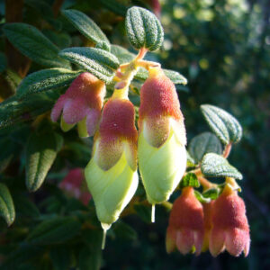 Brachyotum ledifolium - Snow White Princess Flower, Pucachaglla