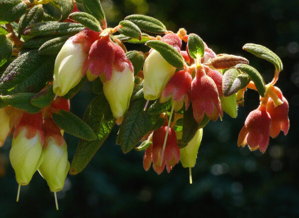 Brachyotum ledifolium - Snow White Princess Flower, Pucachaglla - Image 3