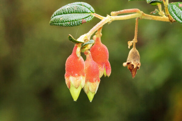 Brachyotum ledifolium - Snow White Princess Flower, Pucachaglla - Image 4
