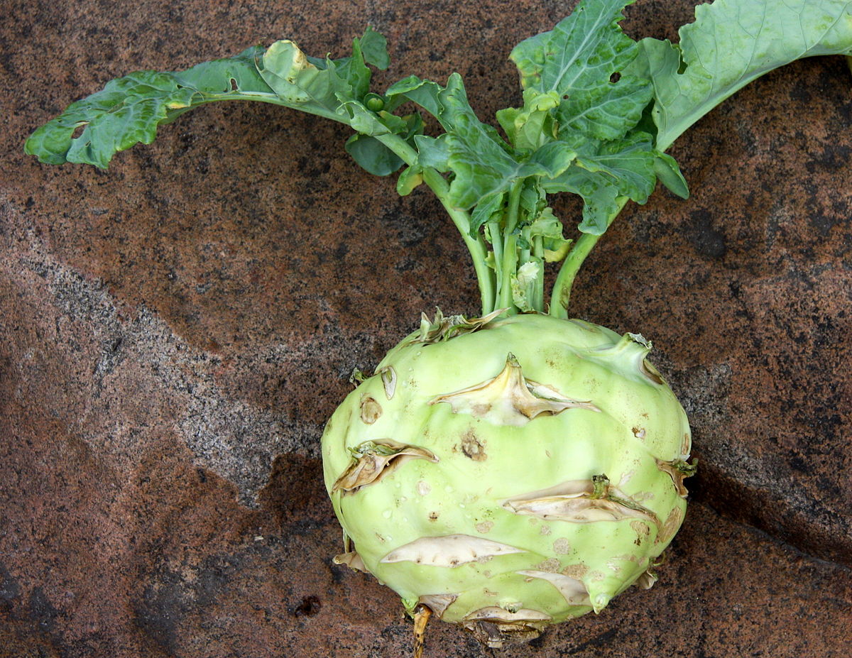 Brassica oleracea var. gongylodes - Kohlrabi, Knol khol - Image 6
