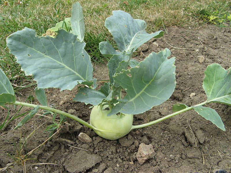 Brassica oleracea var. gongylodes - Kohlrabi, Knol khol - Image 7