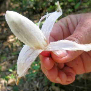 Bromelia karatas - Bromelia Taste, Piñuelas, Plumier’s Bromelia