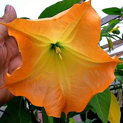 Brugmansia suaveolens var. orange - Angel's Trumpet Orange