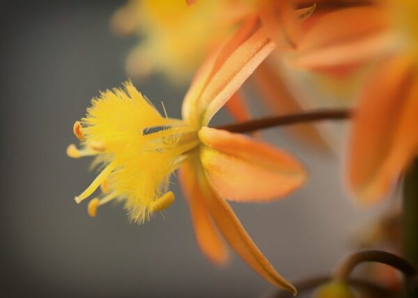 Bulbine frutescens -