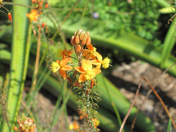 Bulbine frutescens - - Image 4