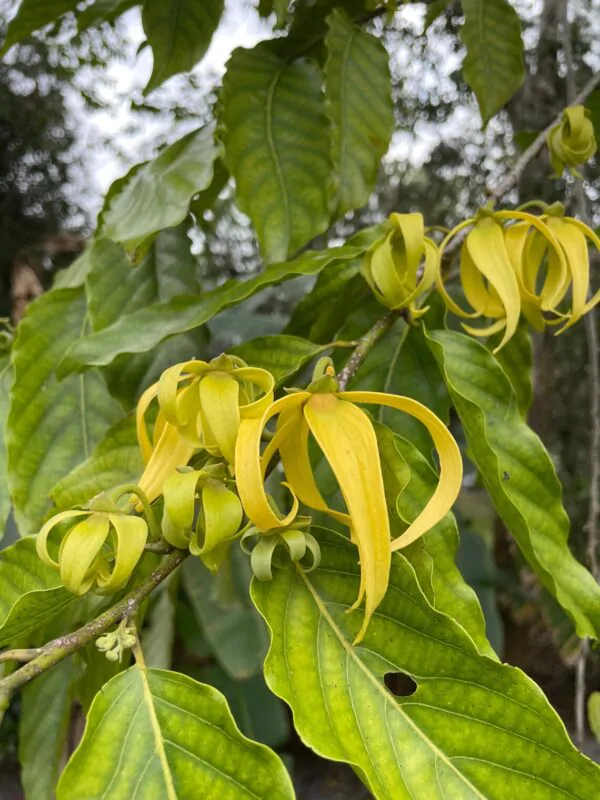 Cananga odorata - Ylang Ylang, Cananga Tree, Perfume Tree, Kenangaw, Chanel Nº 5, Ilang-Ilang, Macassar Oil Tree - Image 4