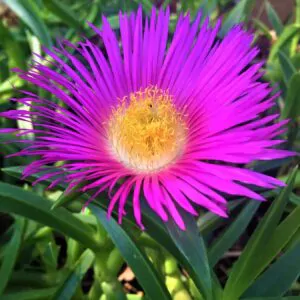Carpobrotus edulis - Hottentot Fig, Ice Plant, Sour Fig