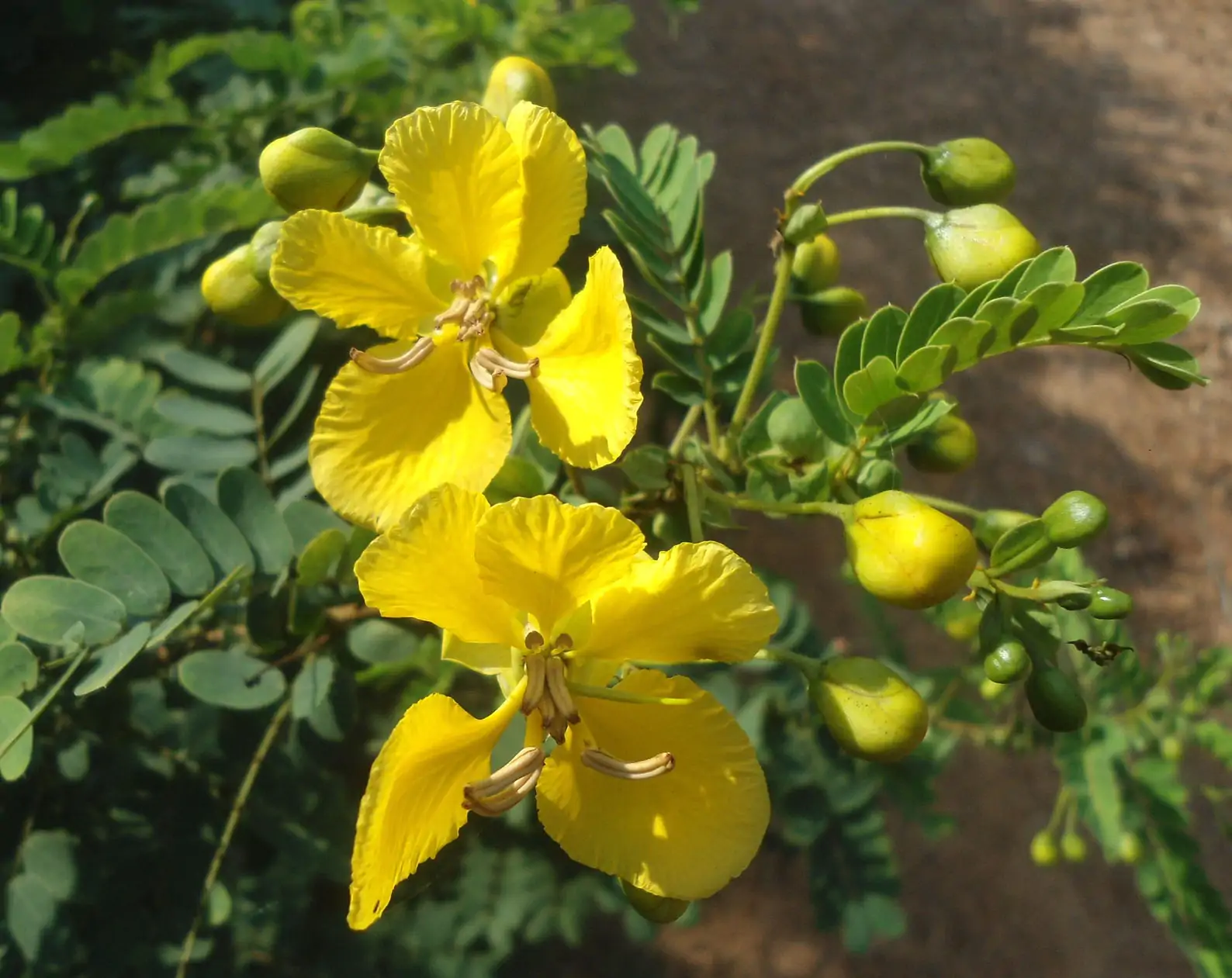 Senna auriculata / Cassia auriculata / Cassia densistipulata - Matura Tea Tree, Avaram Aenna, Ranawara