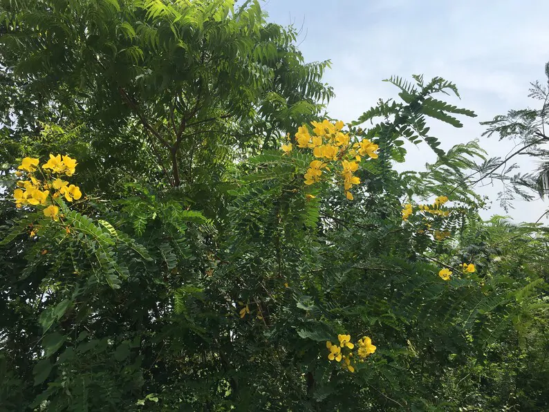 Senna auriculata / Cassia auriculata / Cassia densistipulata - Matura Tea Tree, Avaram Aenna, Ranawara - Image 2