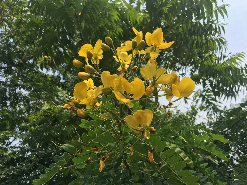 Senna auriculata / Cassia auriculata / Cassia densistipulata - Matura Tea Tree, Avaram Aenna, Ranawara - Image 4
