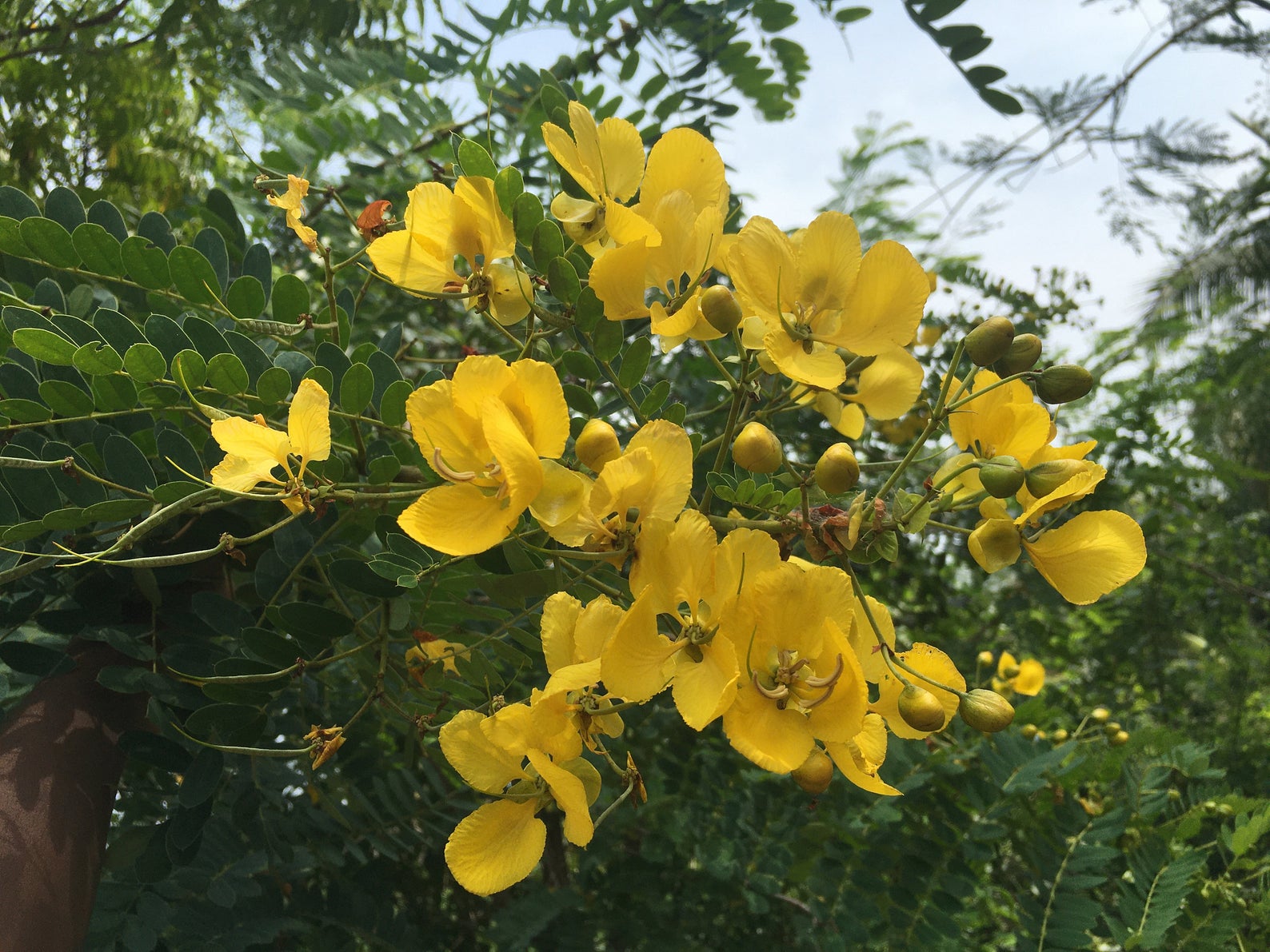 Senna auriculata / Cassia auriculata / Cassia densistipulata - Matura Tea Tree, Avaram Aenna, Ranawara - Image 5