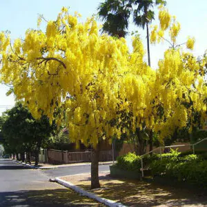 Cassia fistula - Golden Shower Tree