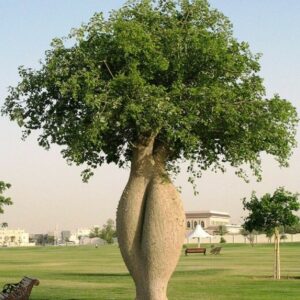 Ceiba speciosa - Bottle tree