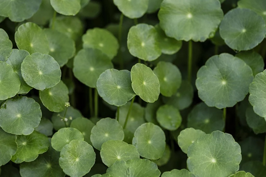 Centella asiatica - Indian pennywort, Asiatic pennywort, spadeleaf, coinwort, gotu kola - Image 2