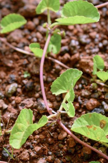 Centella asiatica - Indian pennywort, Asiatic pennywort, spadeleaf, coinwort, gotu kola - Image 3