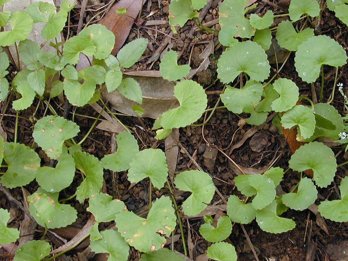 Centella asiatica - Indian pennywort, Asiatic pennywort, spadeleaf, coinwort, gotu kola - Image 4