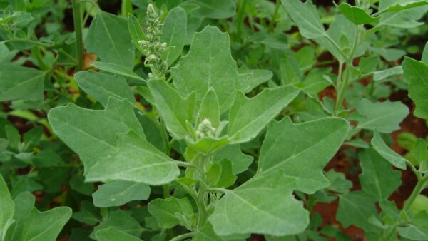 Chenopodium album - Lambs Quarters, Anserina-Branca