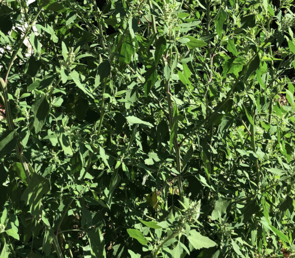 Chenopodium album - Lambs Quarters, Anserina-Branca - Image 4