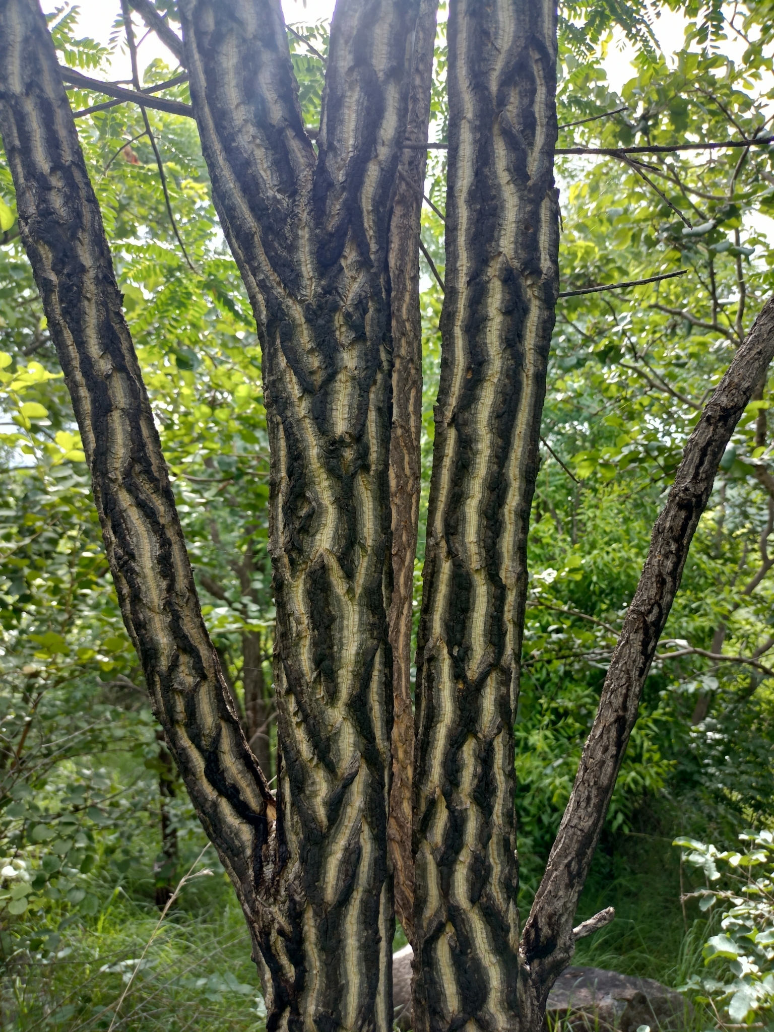 Chloroxylon swietenia / Swietenia chloroxylon - Ceylon Satinwood, East Indian Satinwood, Buruta