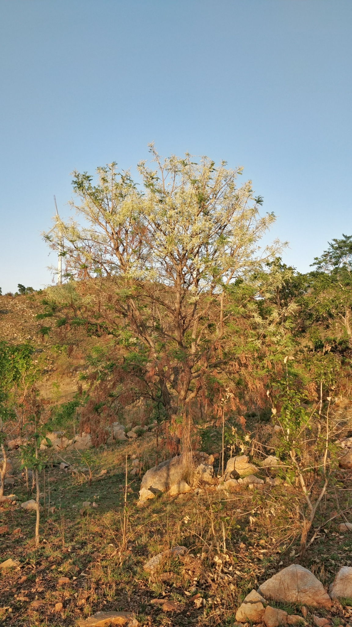 Chloroxylon swietenia / Swietenia chloroxylon - Ceylon Satinwood, East Indian Satinwood, Buruta - Image 3