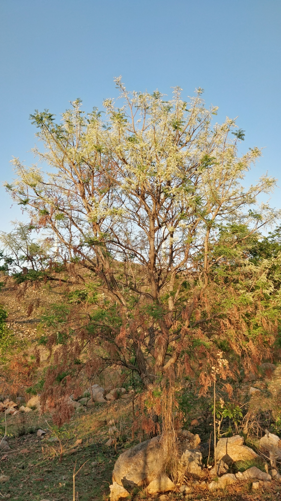 Chloroxylon swietenia / Swietenia chloroxylon - Ceylon Satinwood, East Indian Satinwood, Buruta - Image 4