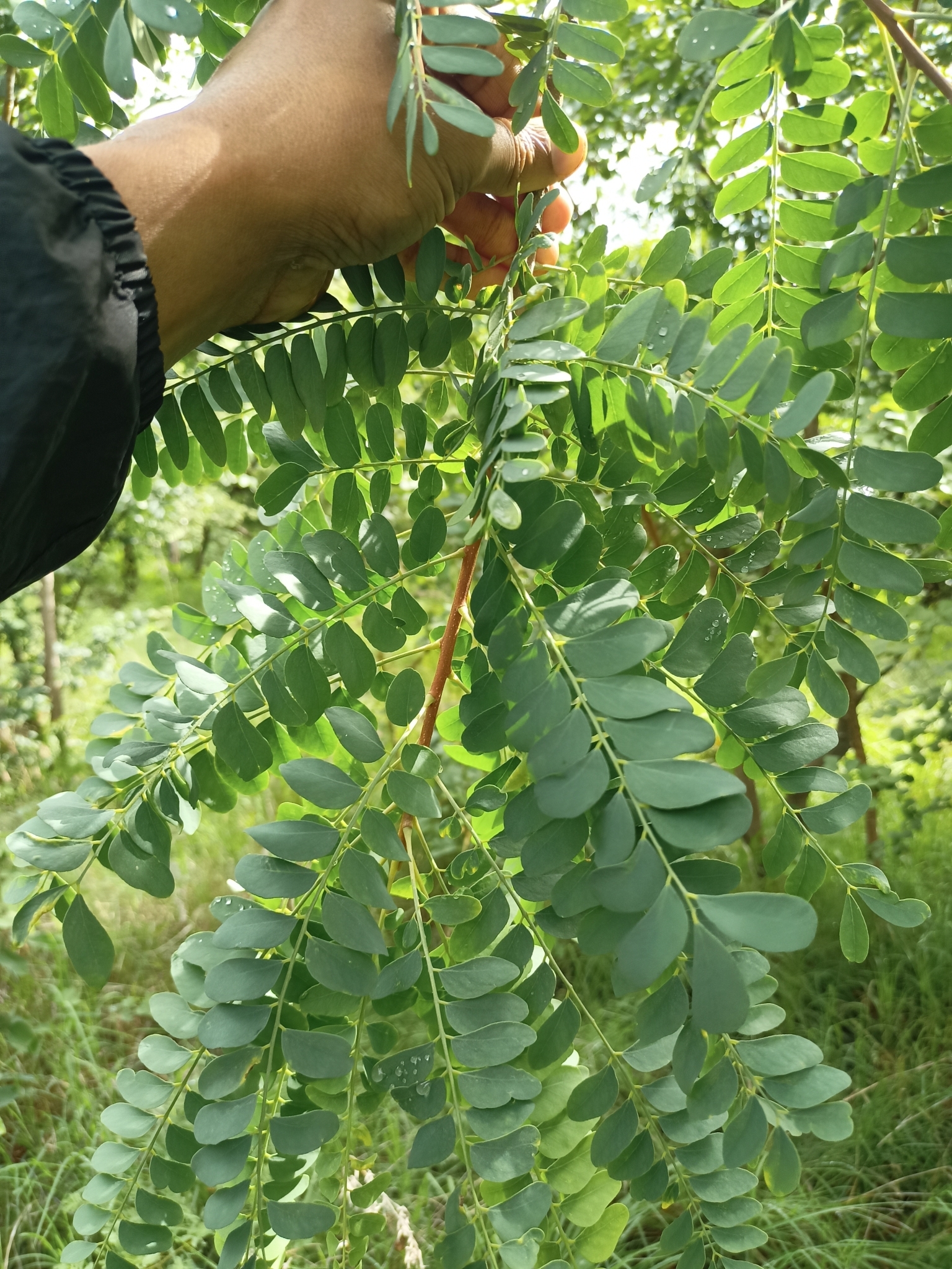 Chloroxylon swietenia / Swietenia chloroxylon - Ceylon Satinwood, East Indian Satinwood, Buruta - Image 5