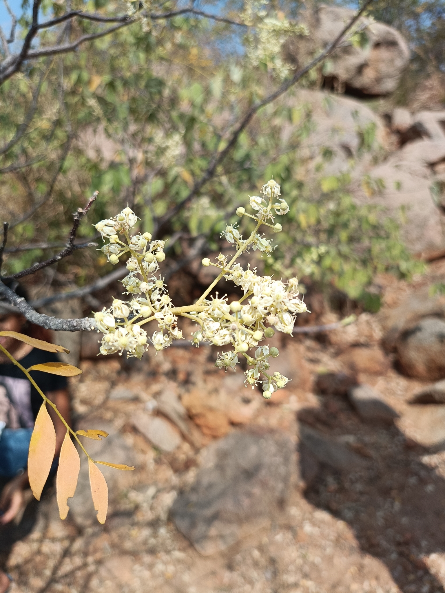 Chloroxylon swietenia / Swietenia chloroxylon - Ceylon Satinwood, East Indian Satinwood, Buruta - Image 6