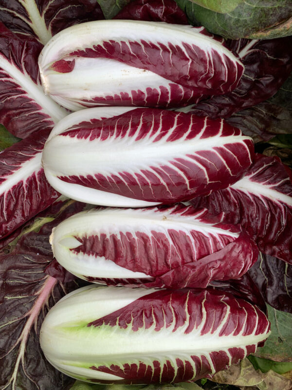 Cichorium intybus 'Rossa Di Treviso' - Radicchio, Italian Chicory, Red Chicory, Treviso Radicchio - Image 18