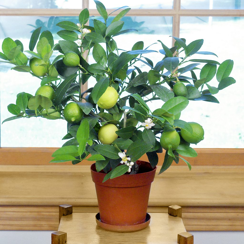 Citrus aurantifolia / Citrus × aurantiifolia - Key Lime, West Indian Lime, True Lime - Image 2