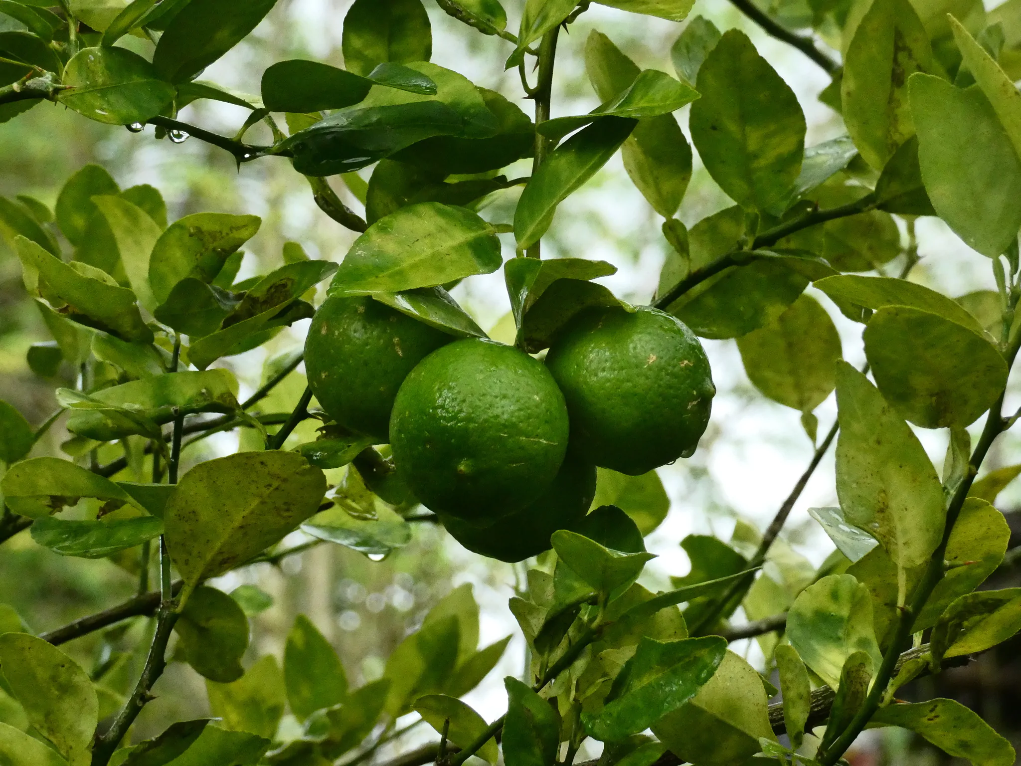 Citrus aurantifolia / Citrus × aurantiifolia - Key Lime, West Indian Lime, True Lime - Image 3