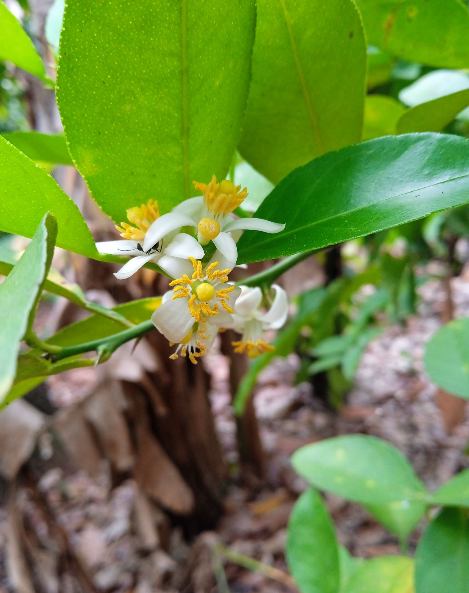 Citrus aurantifolia / Citrus × aurantiifolia - Key Lime, West Indian Lime, True Lime - Image 4